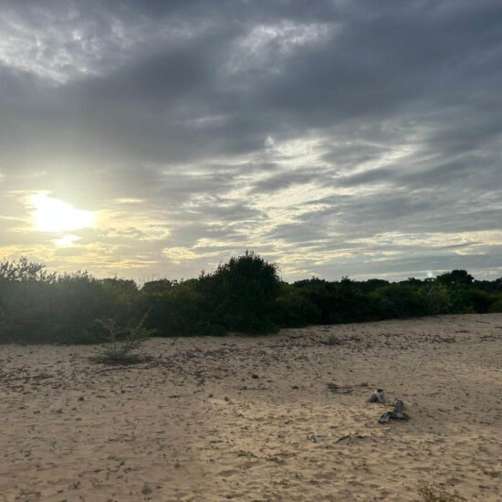 Sri Lanka Beach Palm Trees